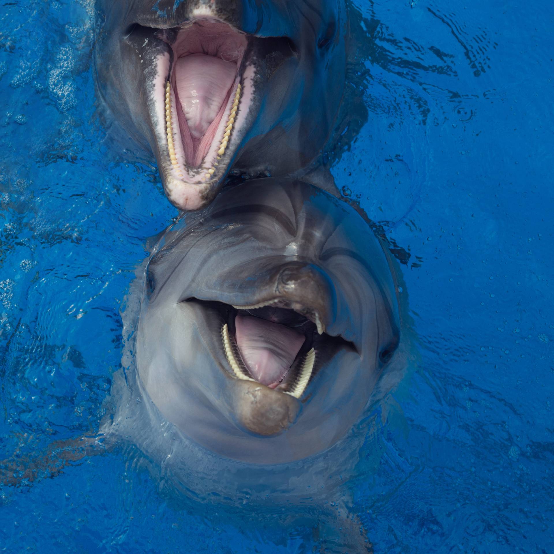 delfini